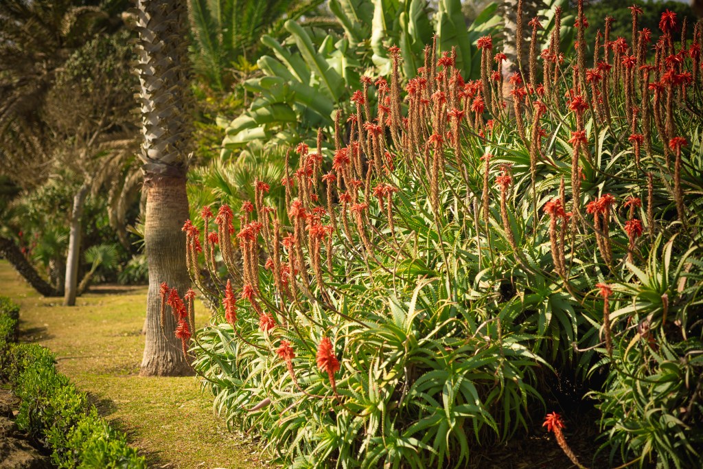 featured red yucca- post