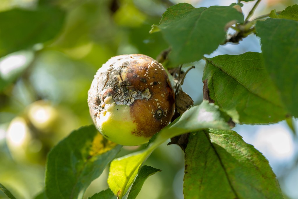post apple tree diseases pic of apple tree scab