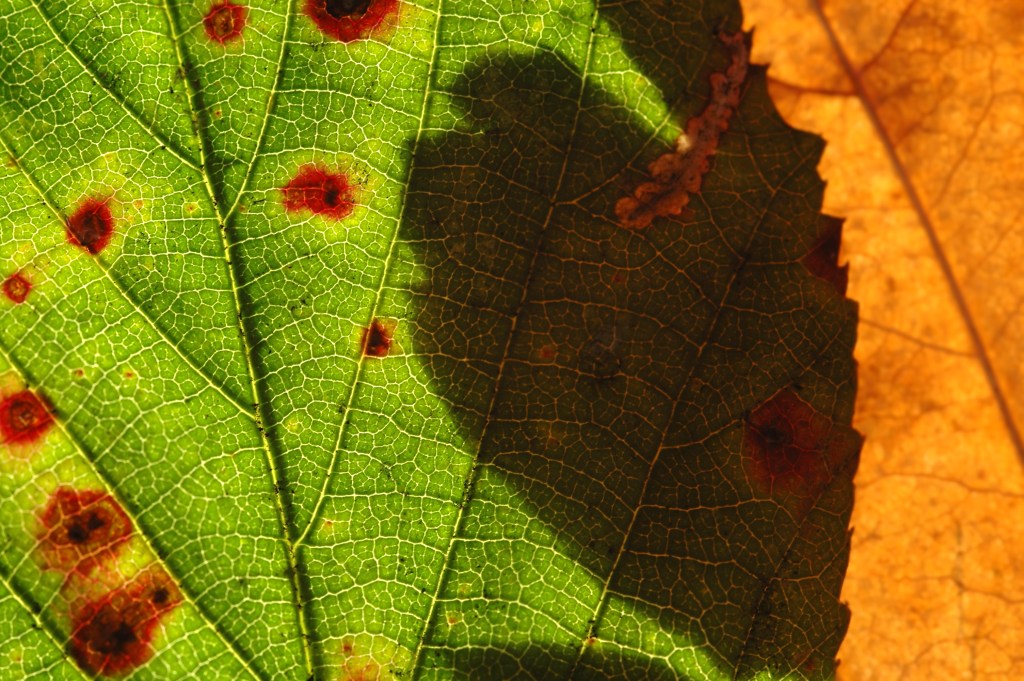 post apple tree diseases pic apple blight