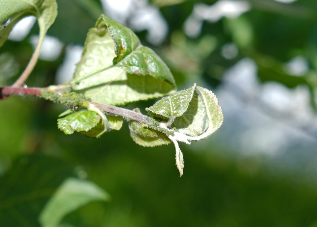 post apple tree diseases pic of apple with powdery milldew and aphids