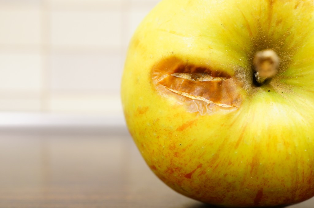 post apple tree diseases pic white rot