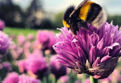 Chives with pollinating bees